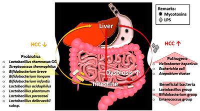 Mycotoxin: Its Impact on Gut Health and Microbiota